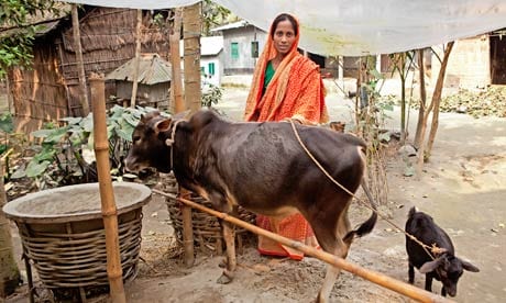 Maleka Begum with the cow and goat she received under the BRAC program.