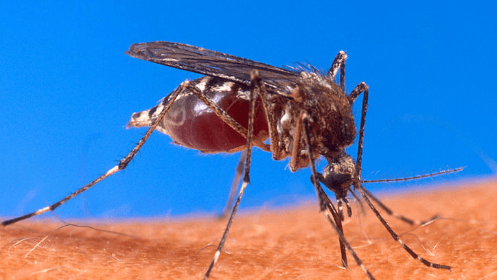 FAWE combats two M-words: mosquitoes and malaria